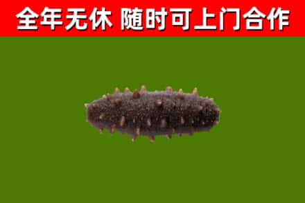 澎湖回收海参干
